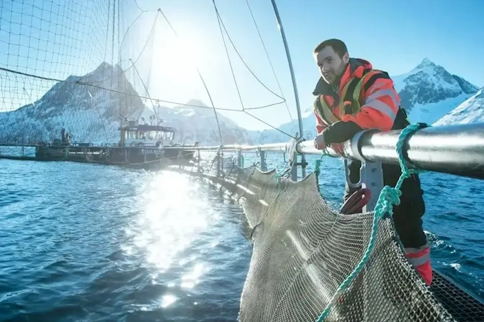 Zera Marez - Salmones nadando sobre el mar